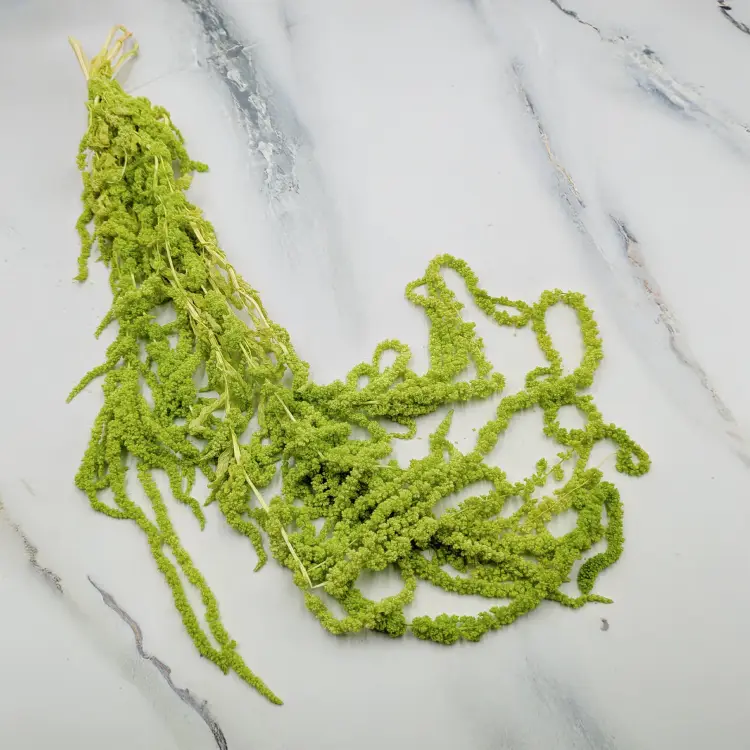 Szarłat zielony IT 1.png