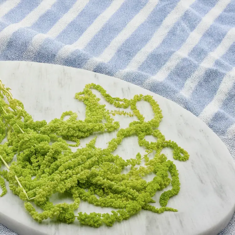 Szarłat zielony IT 2.png