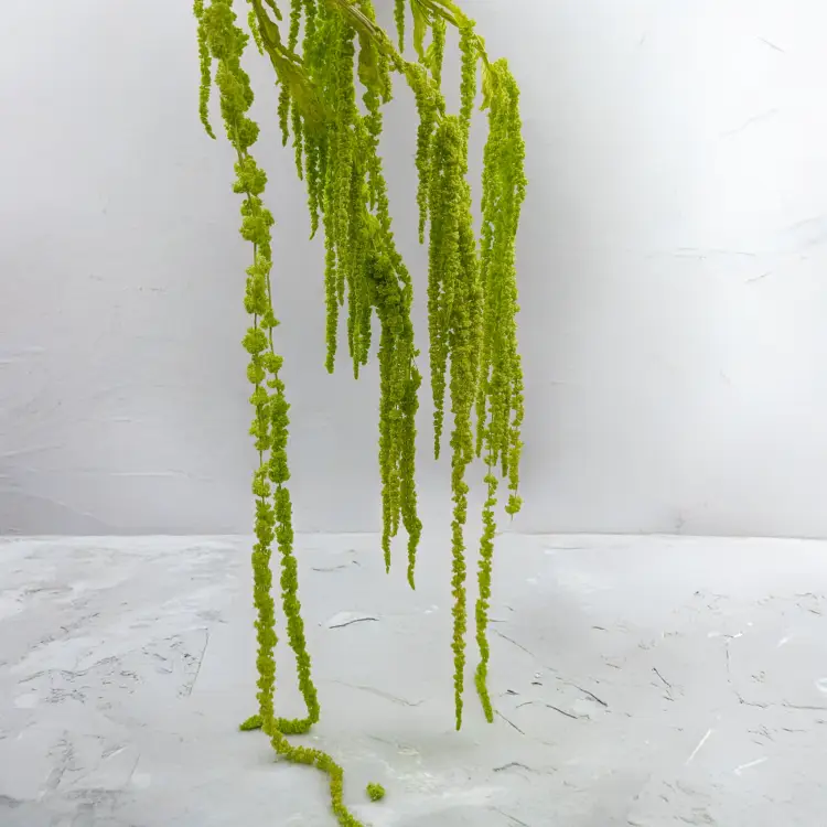 Szarłat zielony IT 3.png