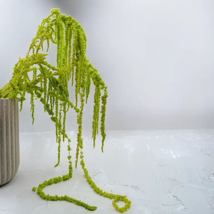 Szarłat zielony IT 4.png