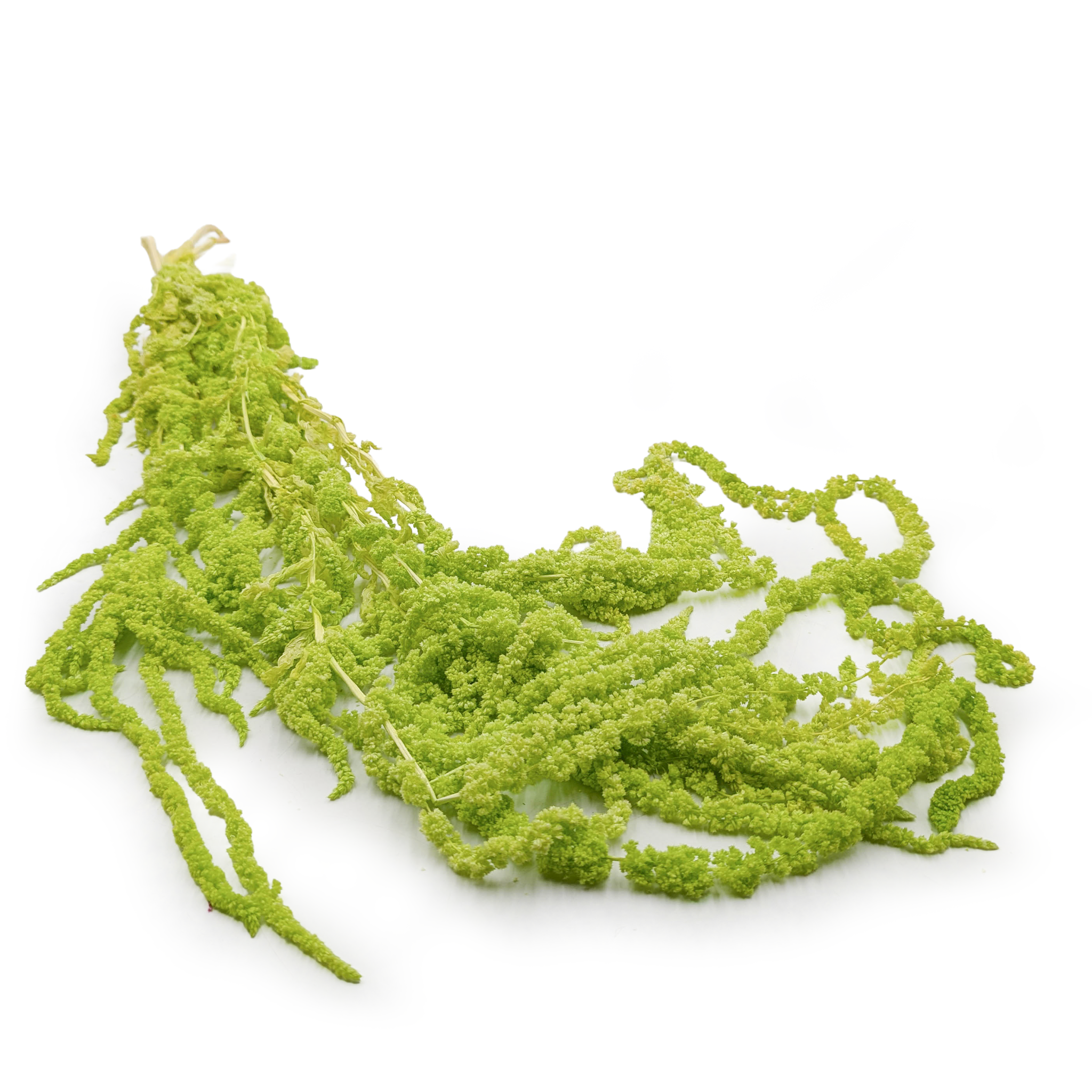 Amarantus Stabilizowany - Szarłat - Jasnozielony