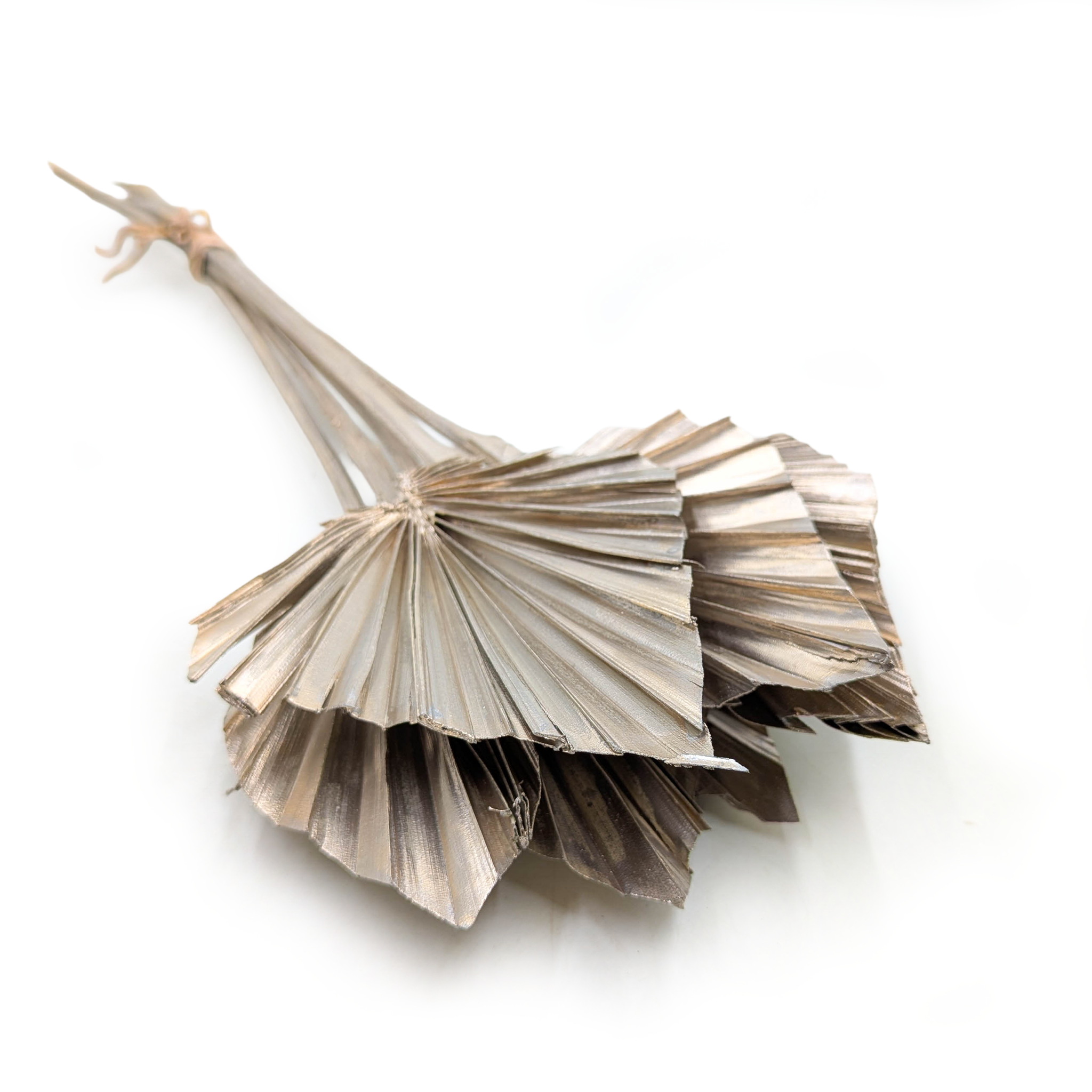 Palma cięta, wachlarz, strzałka (Palm spear) - Złoto platyna