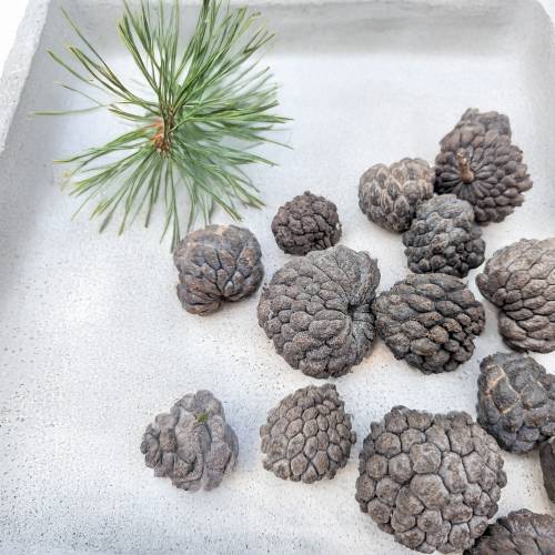 ATA FRUIT NATURAL 3.jpg