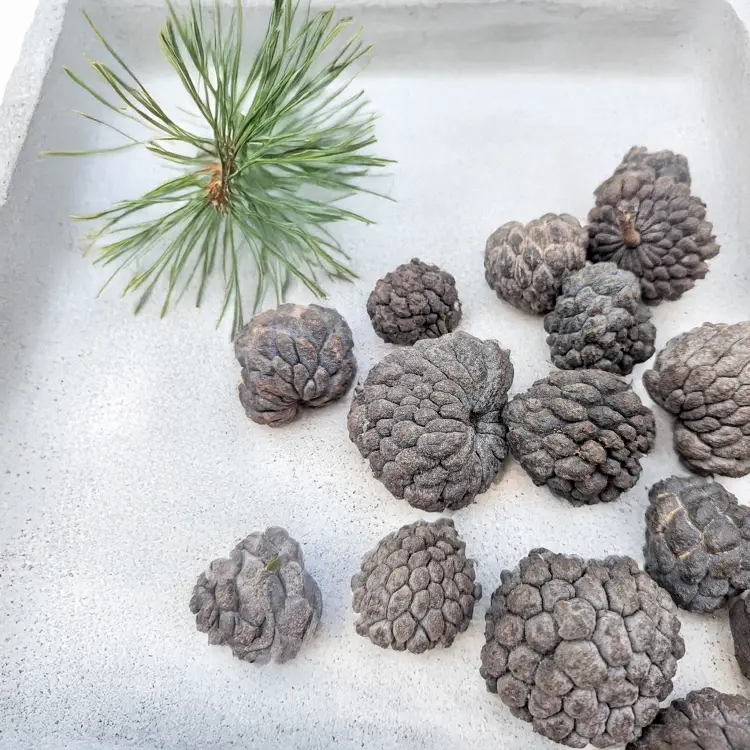 ATA FRUIT NATURAL 3.jpg