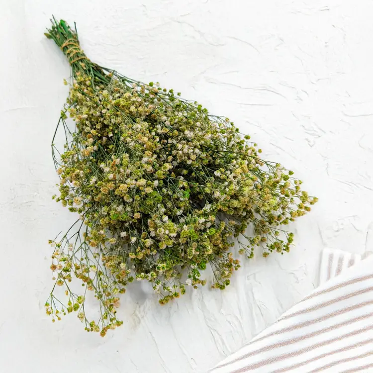 Gips tr mięta 1.png