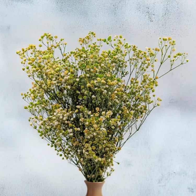 Gips tr mięta 3.png