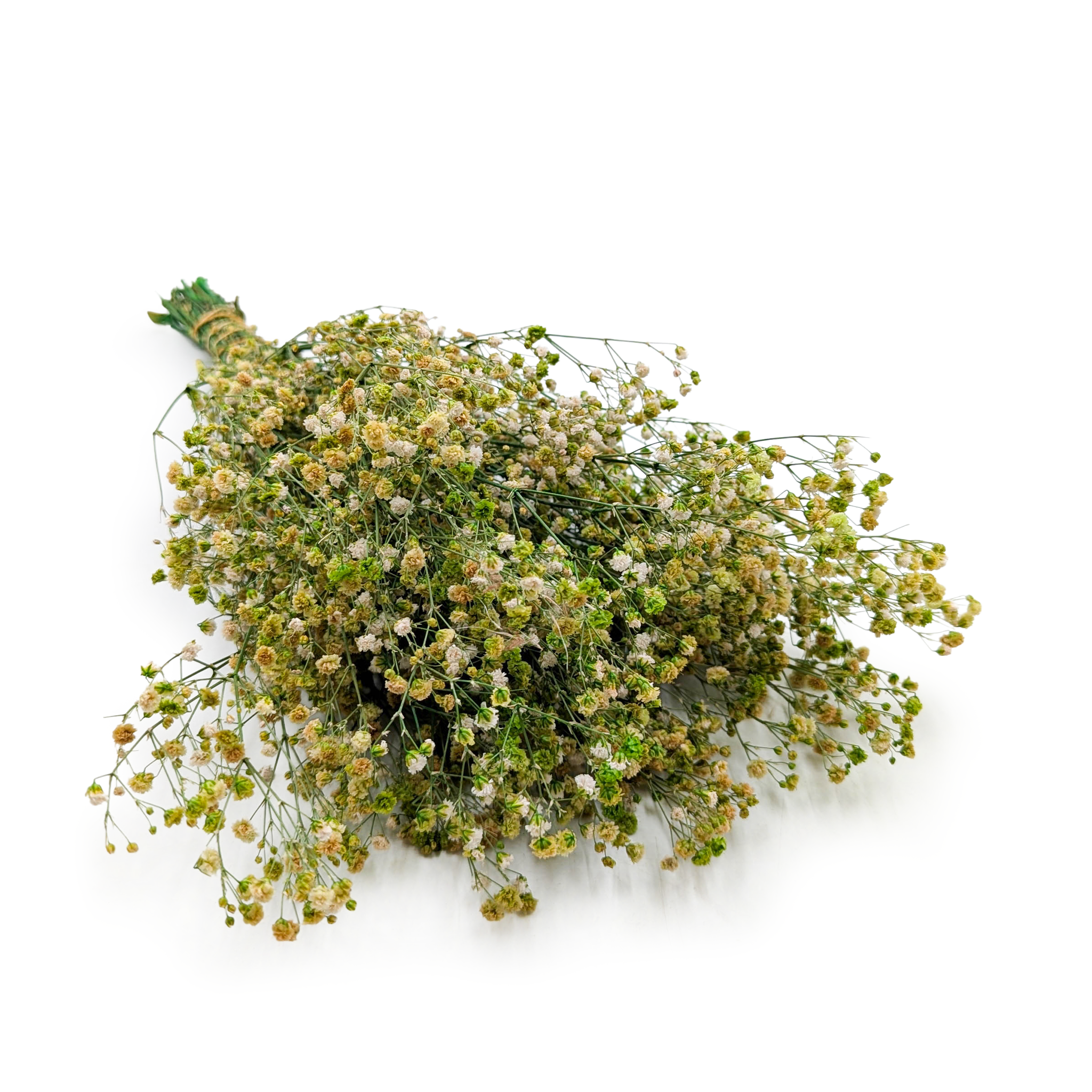 Gipsówka Stabilizowana Premium - (gypsophila) - Zielona mięta