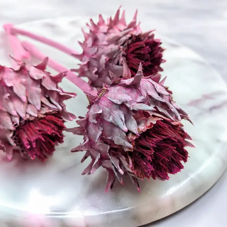 Cynara Erica 3szt 3.png