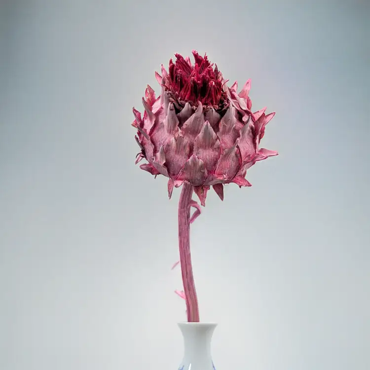 Cynara Erica 3szt 5.png
