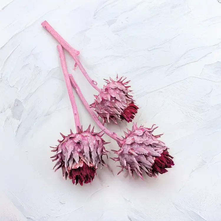 Cynara Erica 3szt 1.png