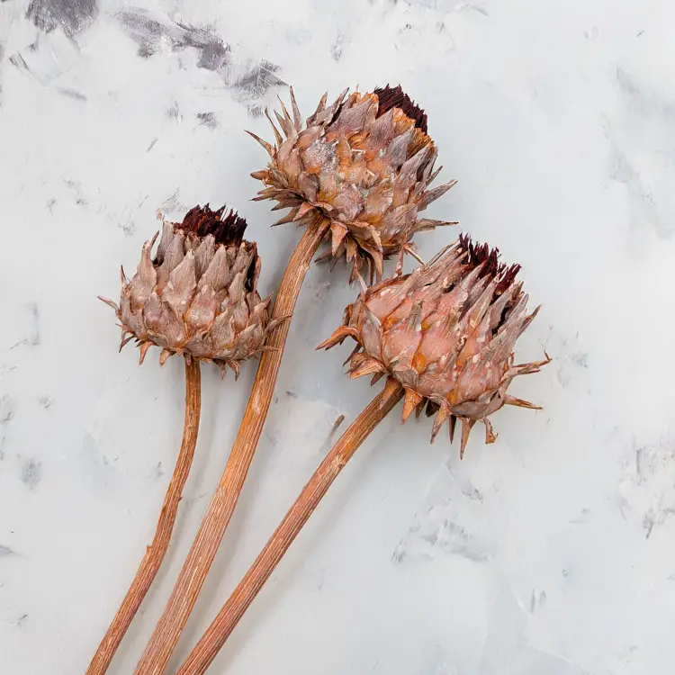 Cynara orange frosted 3szt 3.png