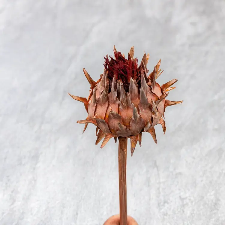 Cynara orange frosted 3szt 4.png