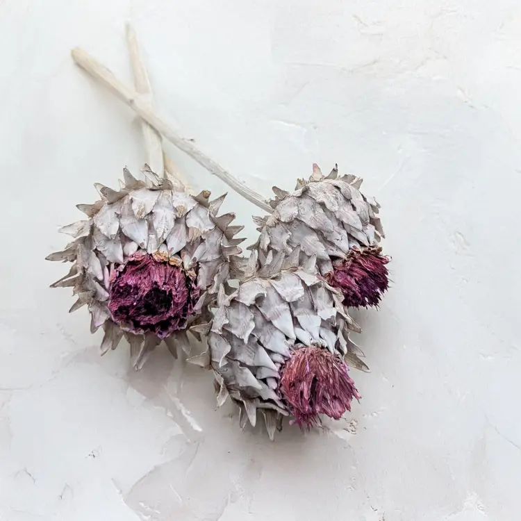 Cynara Whitewashed 3szt 1.png