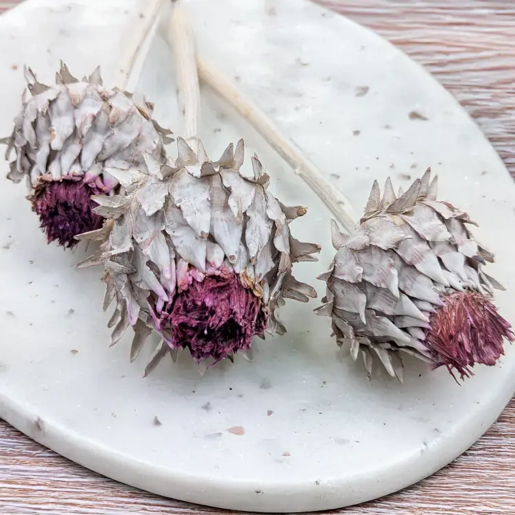 Cynara Whitewashed 3szt 2.png
