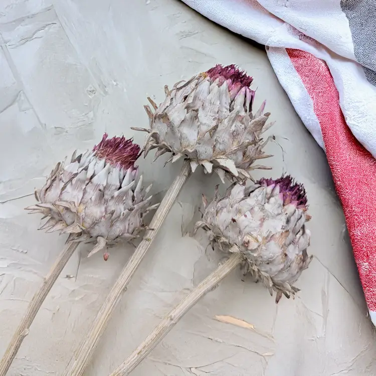 Cynara Whitewashed 3szt 3.png