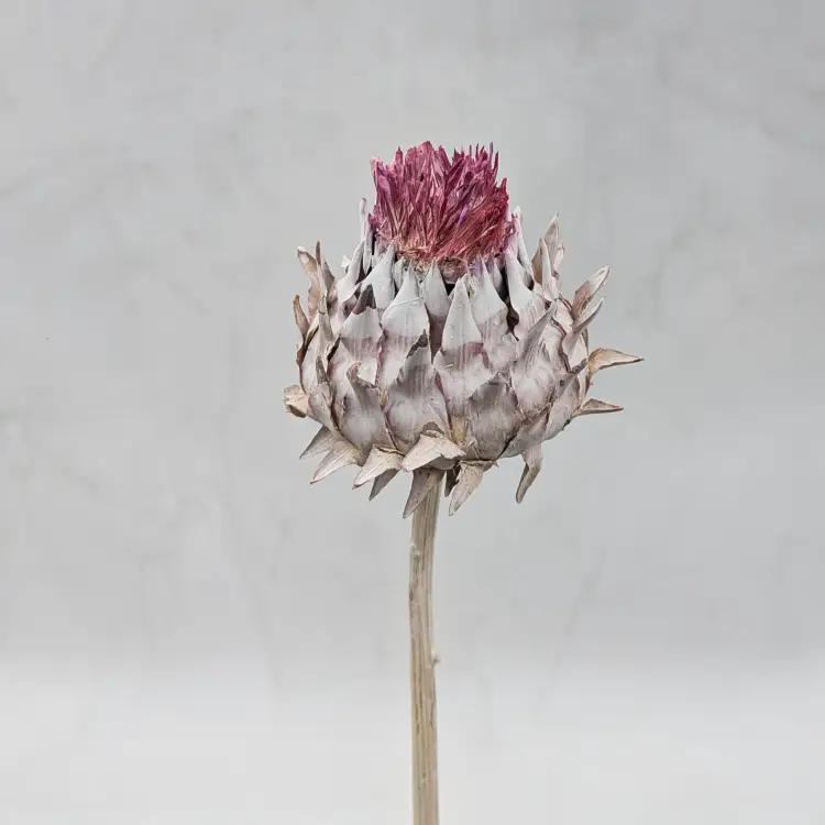 Cynara Whitewashed 3szt 4.png