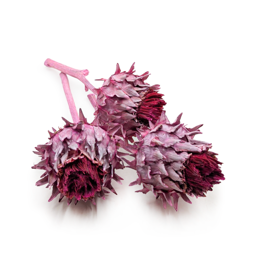 Cynara Erica 3szt.png 0.png