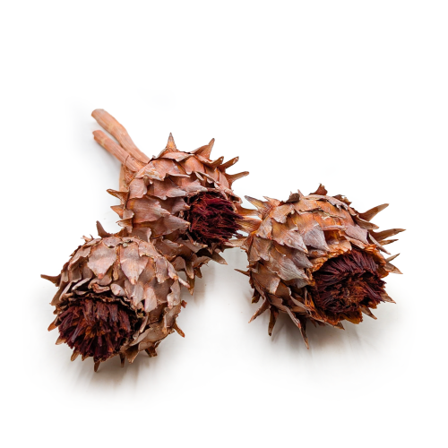 Cynara orange frosted 3szt.png 0.png