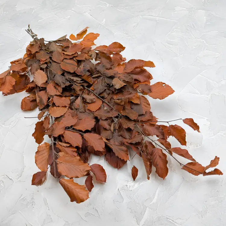 Buk pomarańczowy LC 1.png