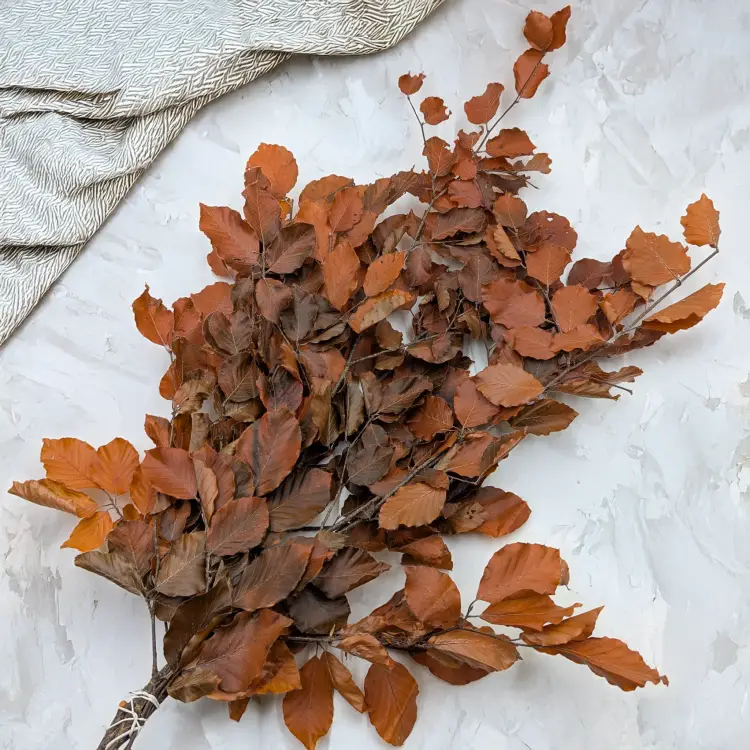 Buk pomarańczowy LC 2.png