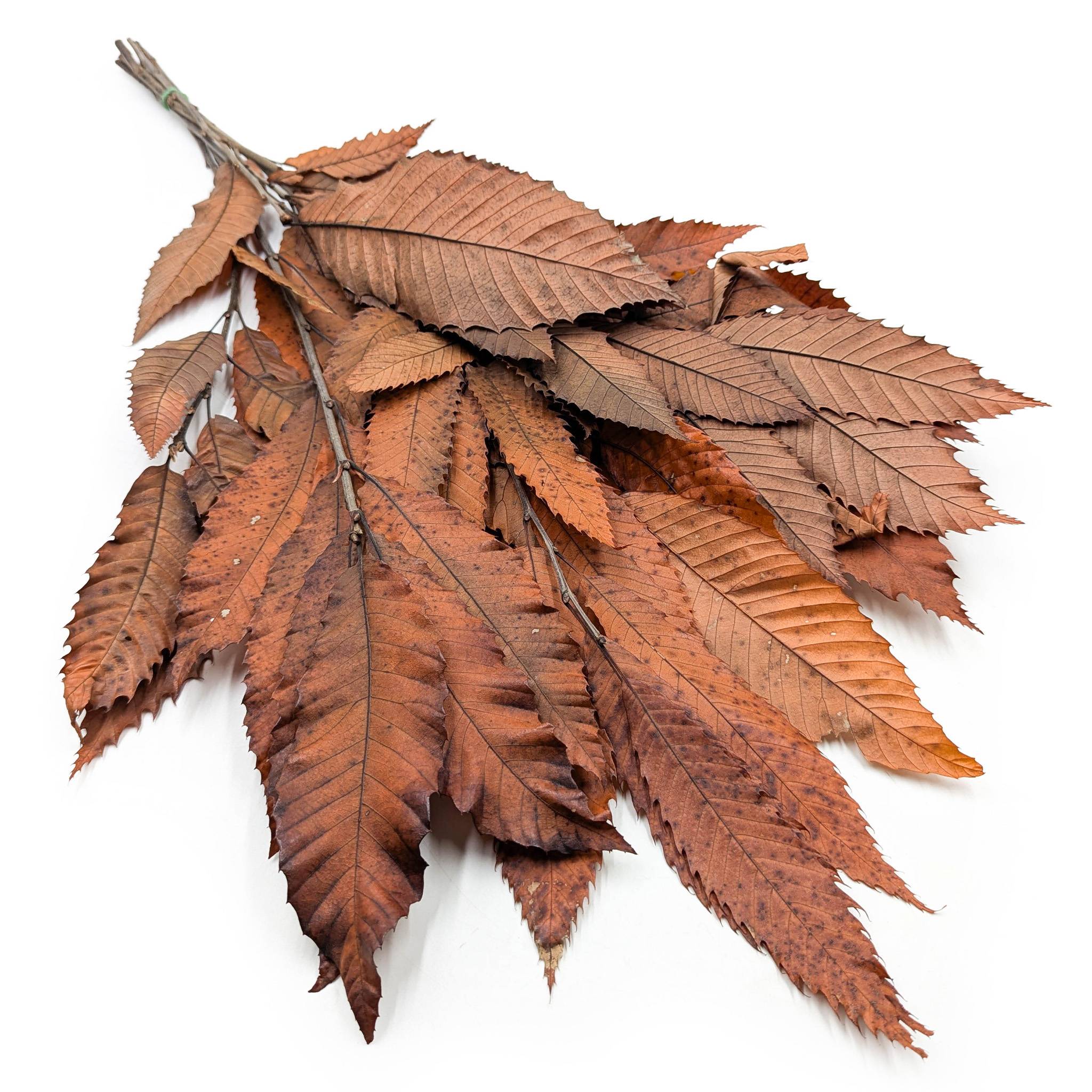 Kasztan Stabilizowany – (Chestnut Leaves) – Pomarańczowy