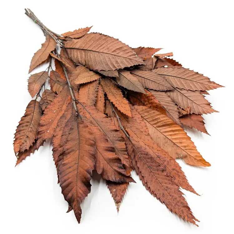 Kasztan stabilizowany - liscie - Pomaranczowy LC okl.jpg