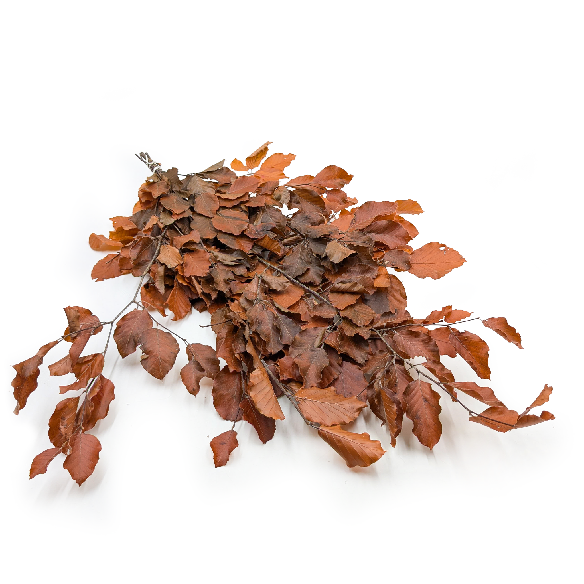 Buk Stabilizowany (Faggio) - Pomarańczowy