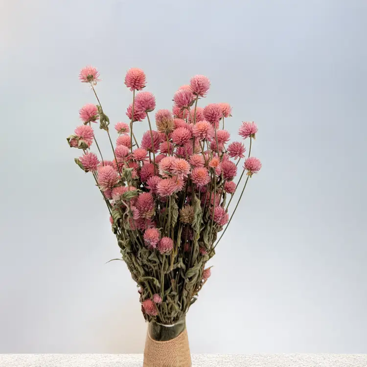 Gomfrena różowa PLS 3.png