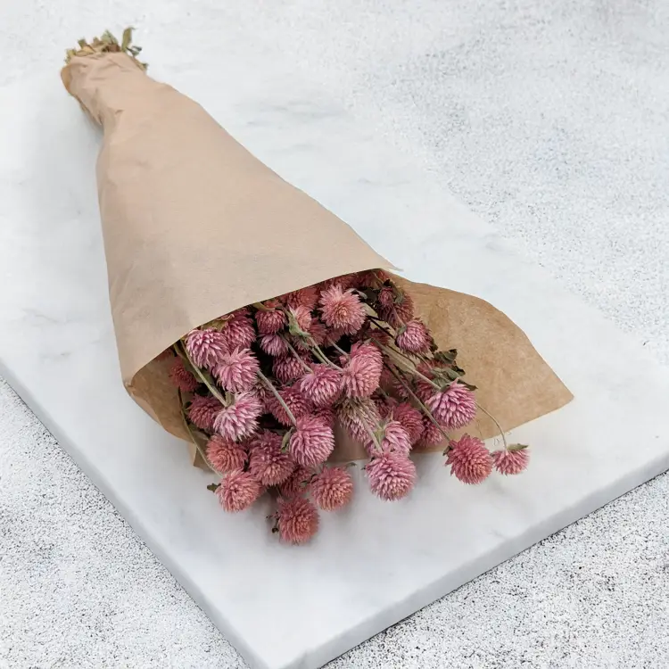 Gomfrena różowa PLS 1.png