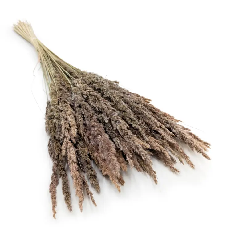 Trawa naturalna pls.png