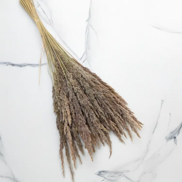 Trawa naturalna pls 1.png