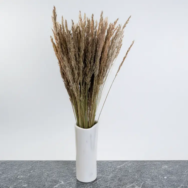 Trawa naturalna pls 3.png