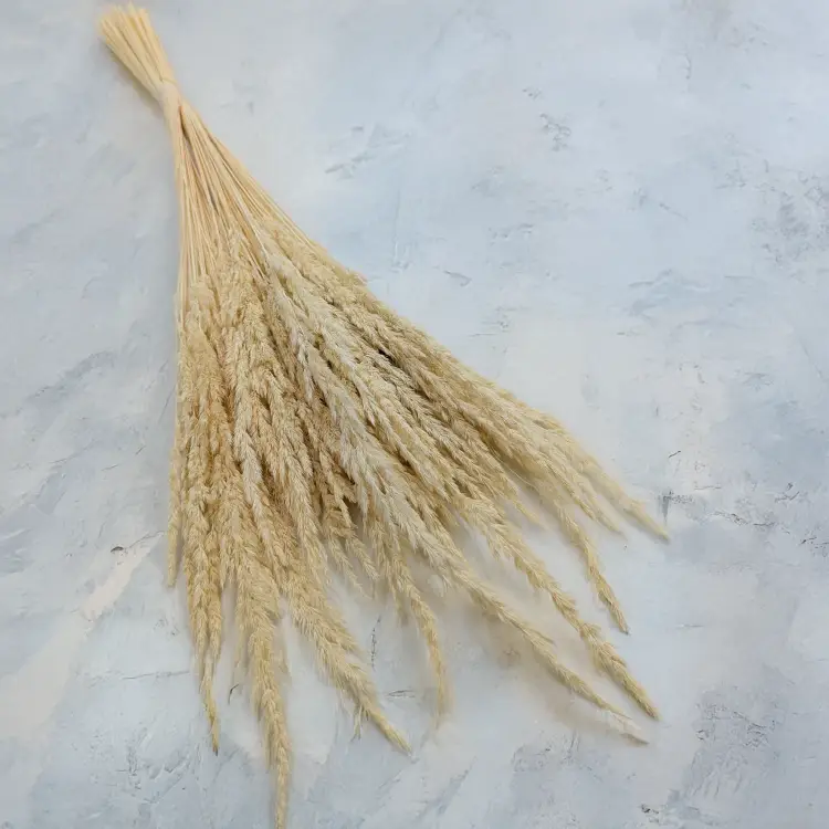 Trawa bielona pls 1.png