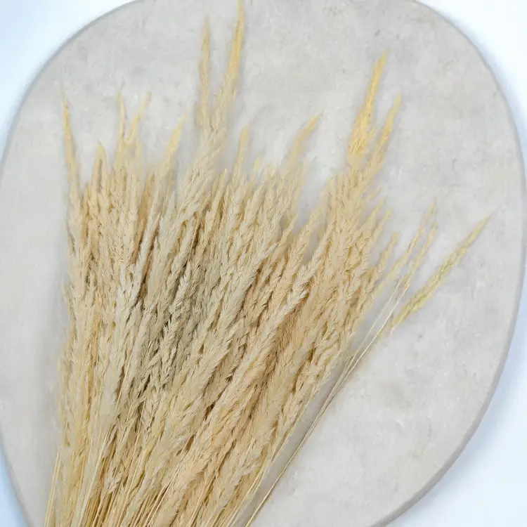 Trawa bielona pls 2.png