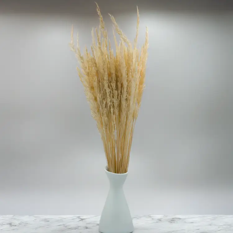 Trawa bielona pls 4.png