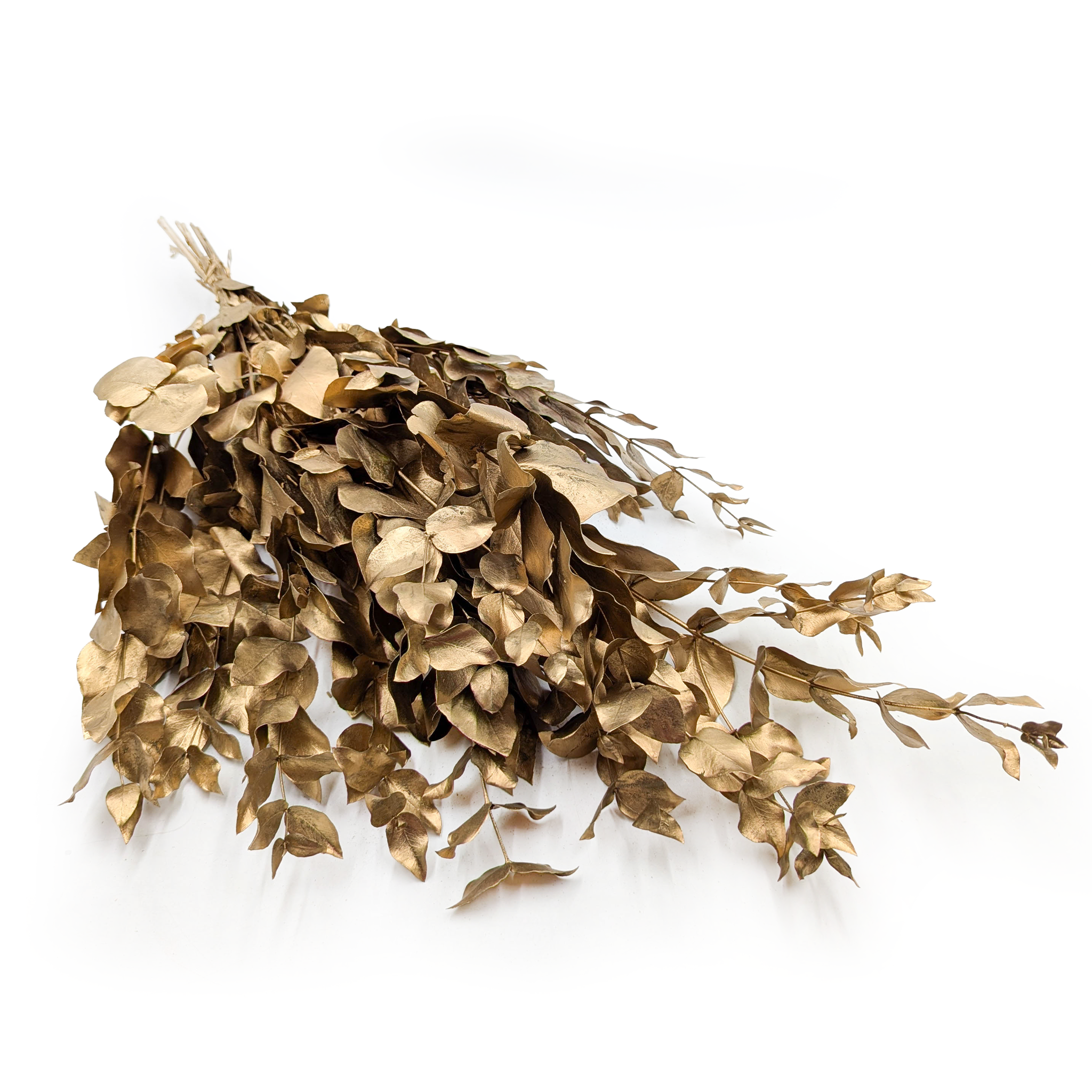 Eukaliptus Stabilizowany - Cinerea - Złoty