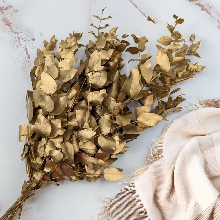 Cinerea zlota IT 3.png