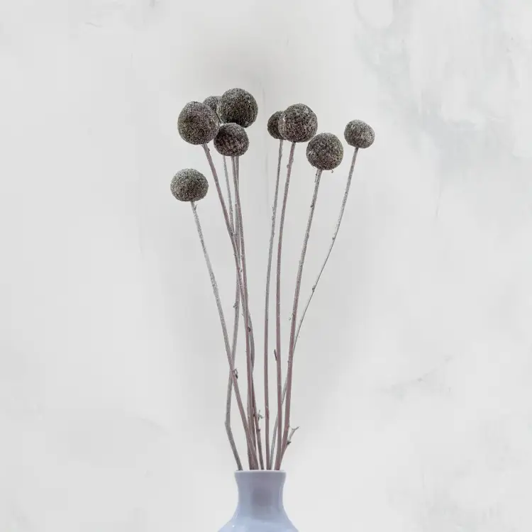 Craspedia Srebrna IT 4.png