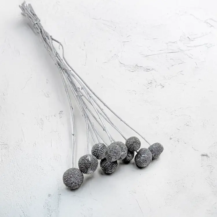 Craspedia Srebrna IT 1.png