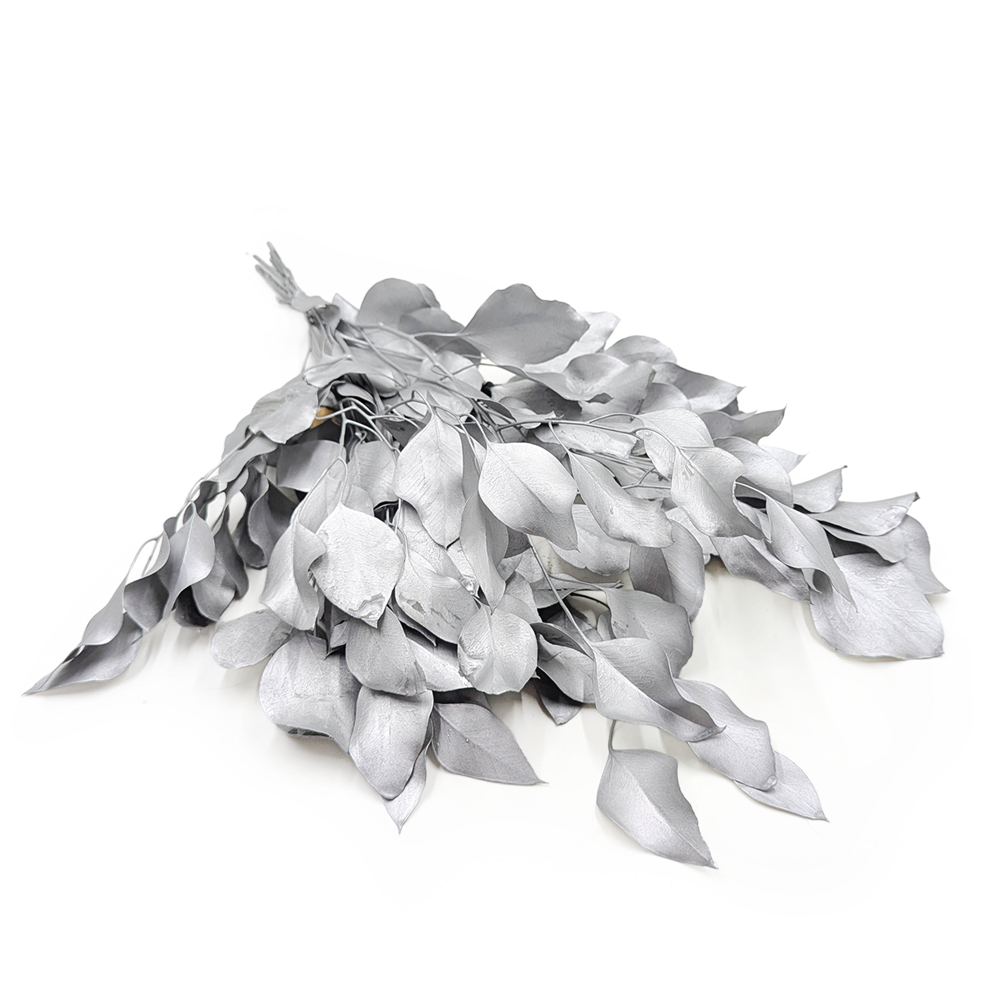 Eukaliptus Stabilizowany - Populus - Srebrny