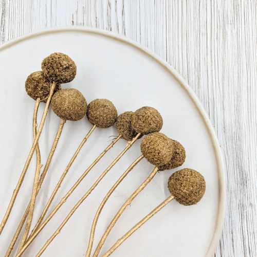 Craspedia Złota IT 1.png