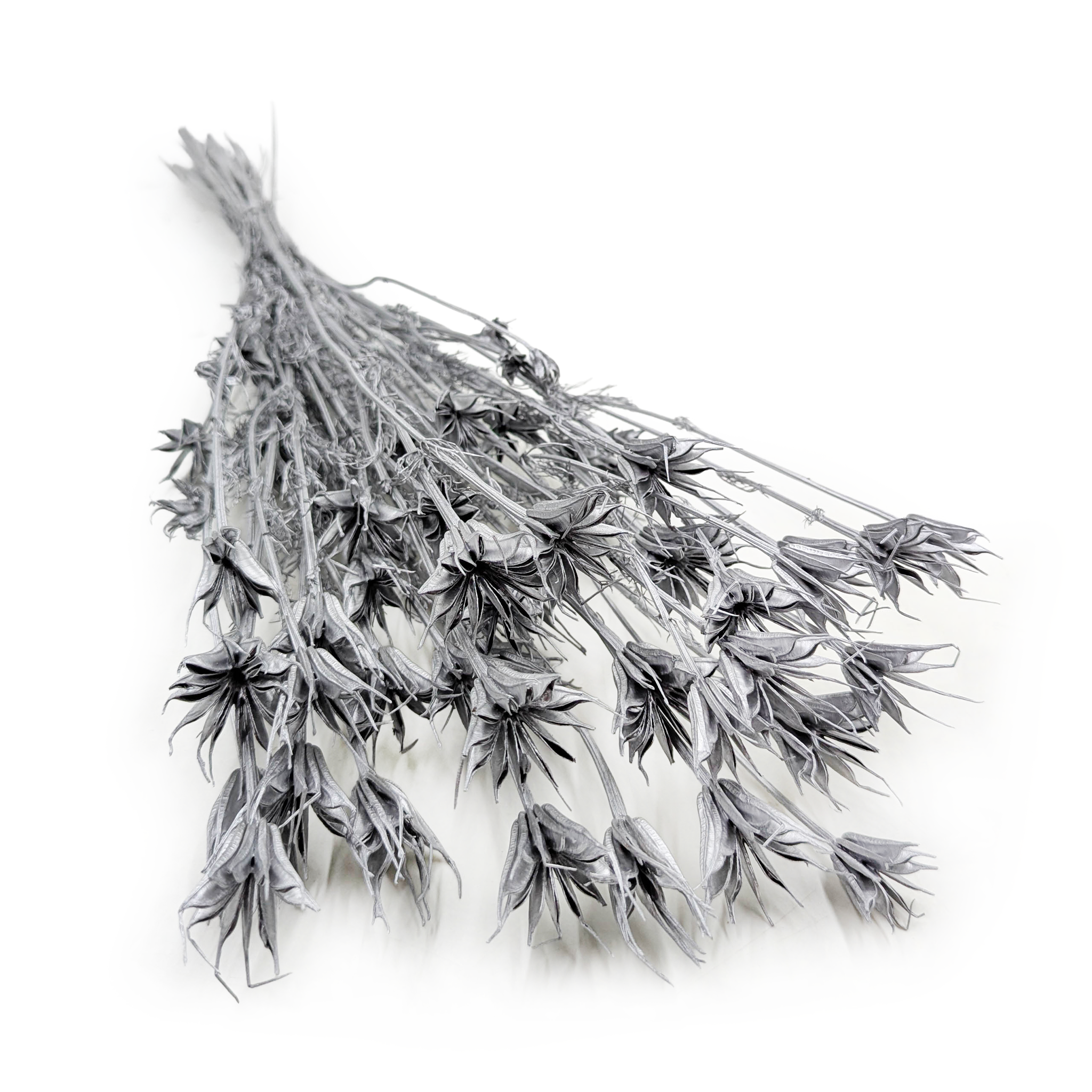 Czarnuszka Orientalna - (Nigella Orientalis) - Srebrna