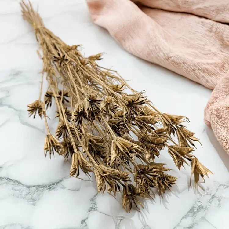 Nigella orientalis Złota IT 3.png