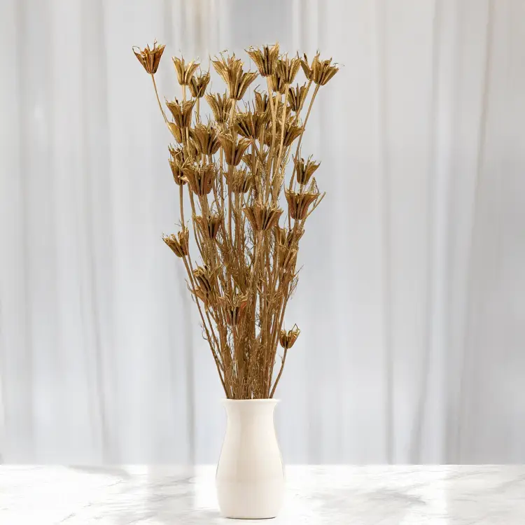 Nigella orientalis Złota IT 4.png