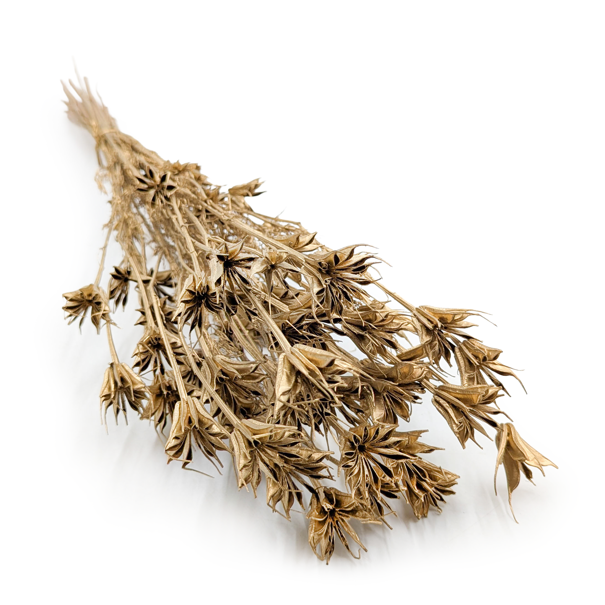 Czarnuszka Orientalna - (Nigella Orientalis) - Złota