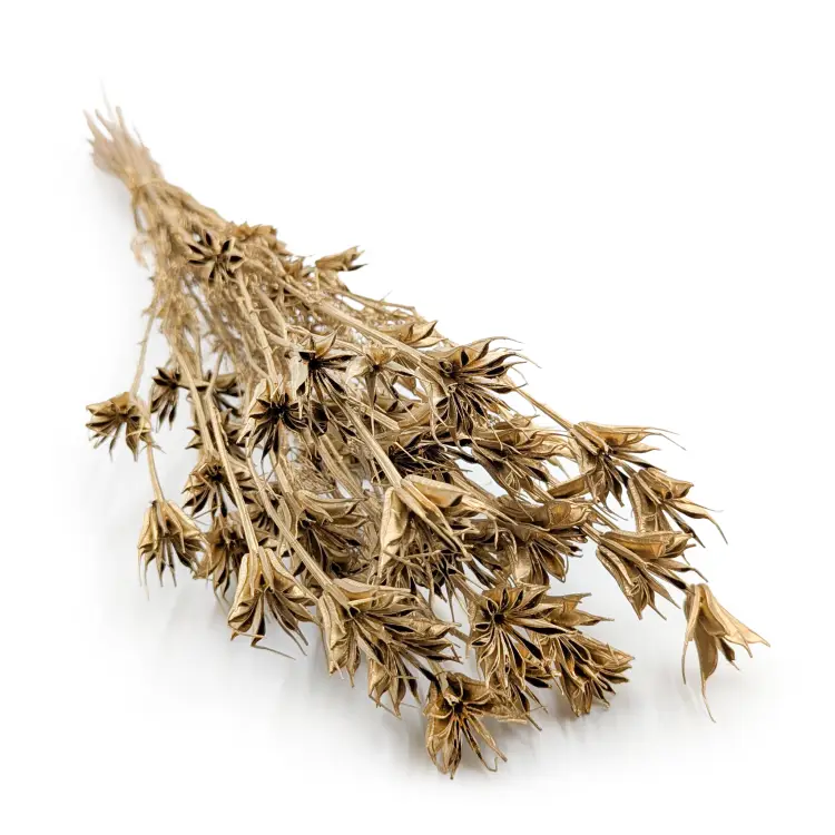 Nigella orientalis Złota IT 0.png