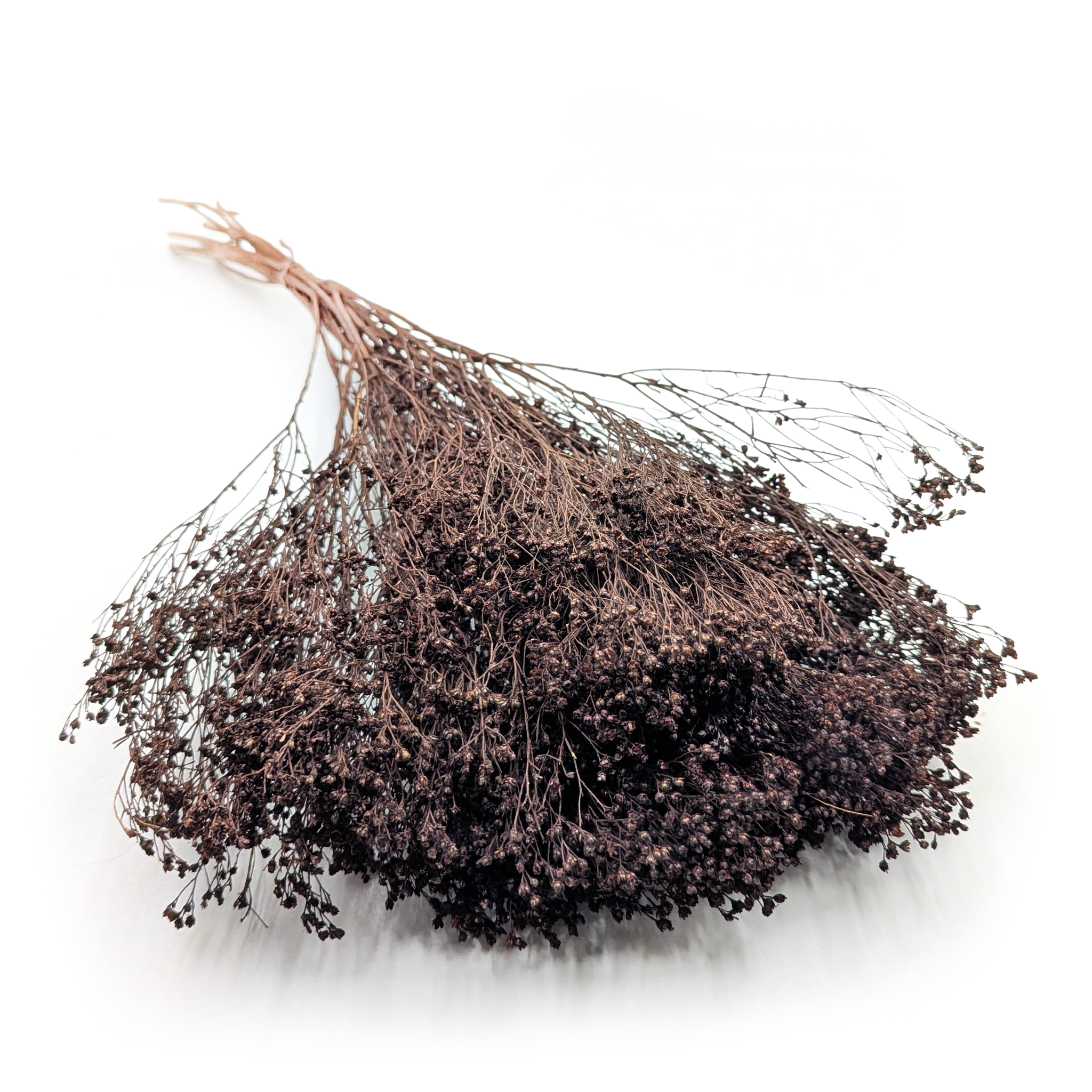 Suszony Broom Bloom - Żarnowiec - Czekoladowy