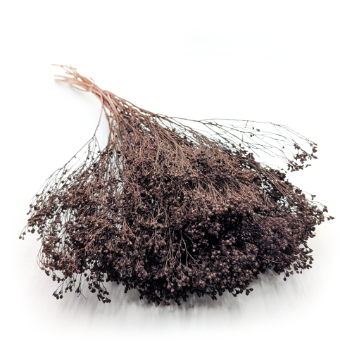 Broom Bloom Chocolate.png