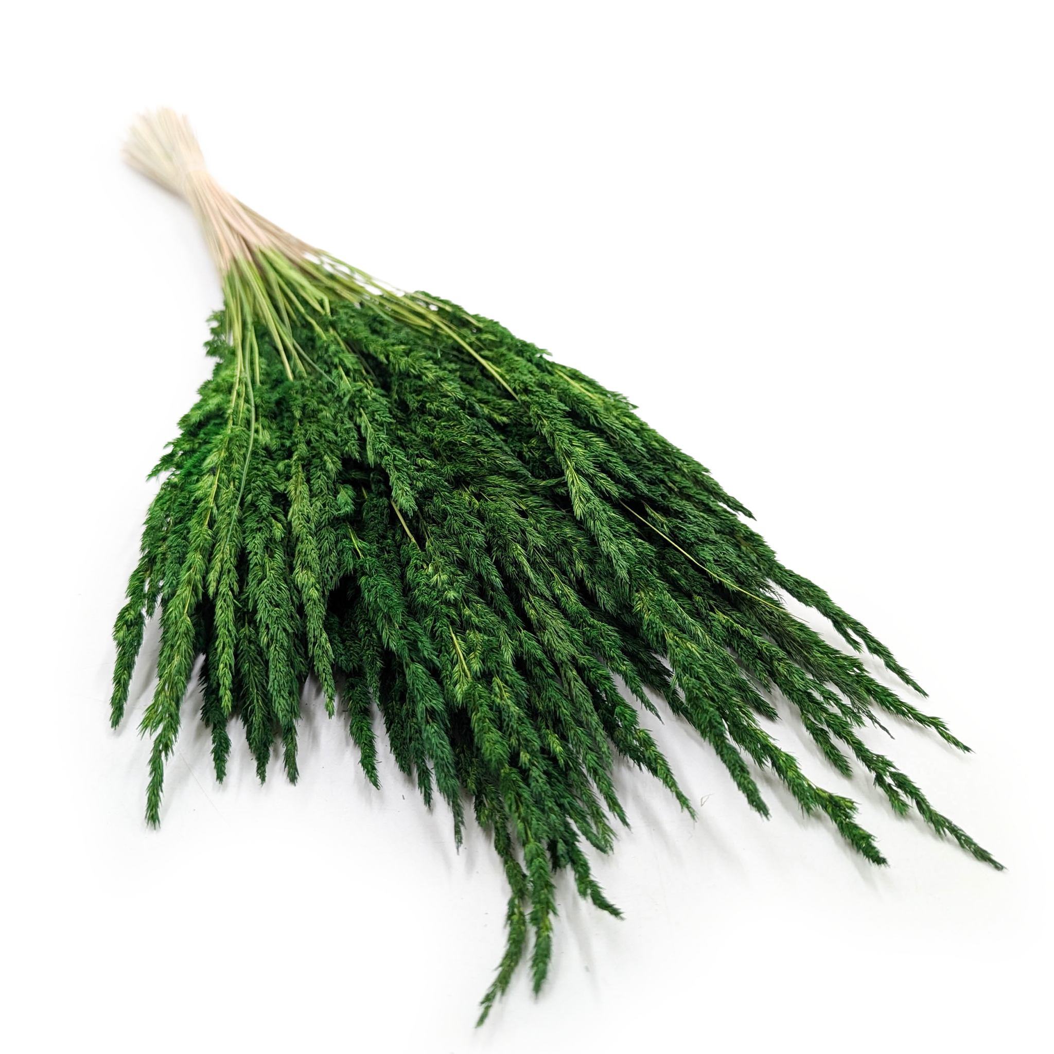 Trzcinnik piaskowy (Calamagrostis epigejos) - Butelkowy zielony