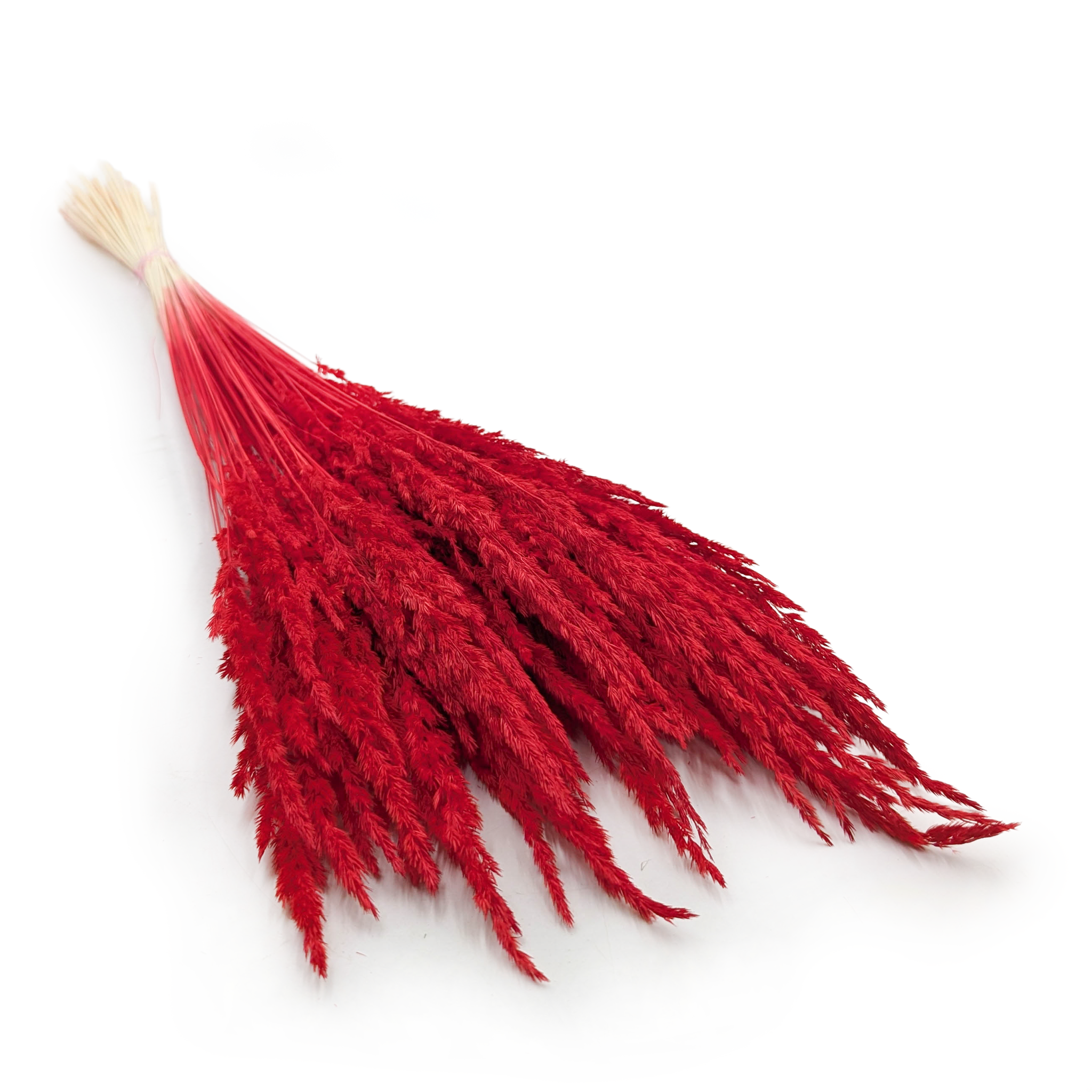 Trzcinnik piaskowy (Calamagrostis epigejos) - Czerwony